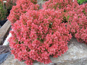 Picture of Berberis